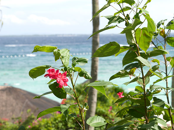 セブ島に咲く植物